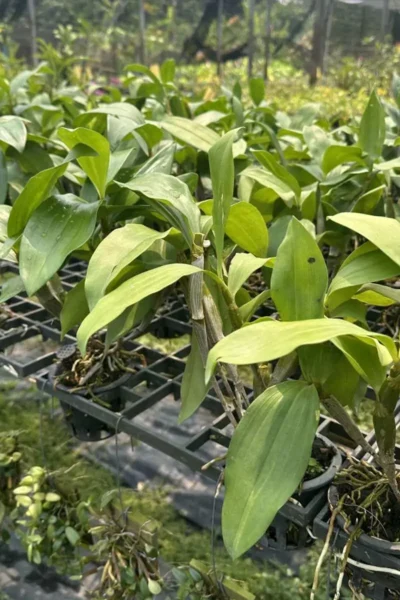 Dendrobium farmeri Var. alba