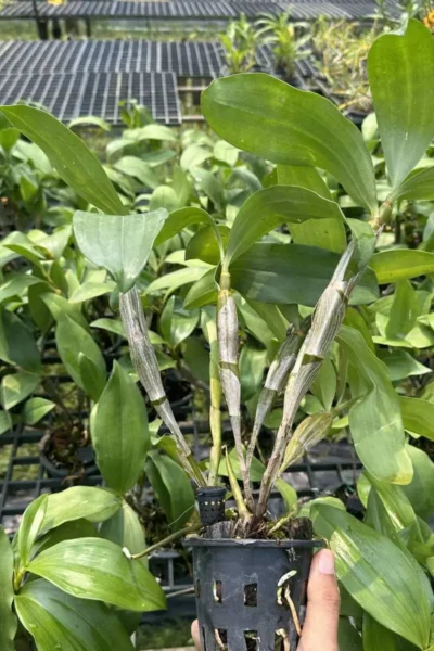 Dendrobium farmeri Var. alba