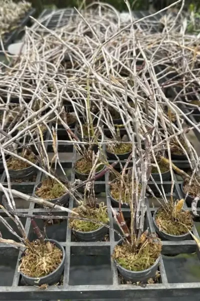 Dendrobium_devonianum