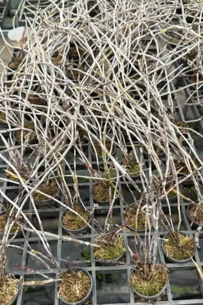 Dendrobium_devonianum