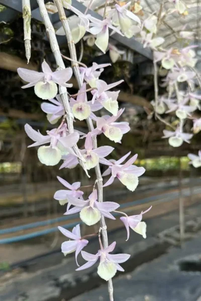 Dendrobium aphyllum