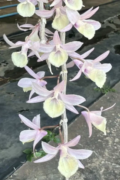 Dendrobium aphyllum