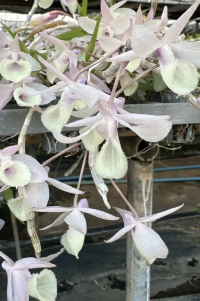 Dendrobium aphyllum