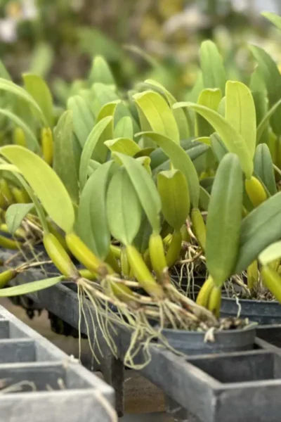 Bulbophyllum odoratissimum