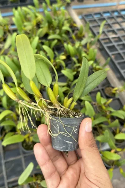 Bulbophyllum odoratissimum