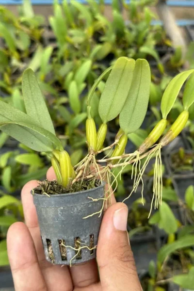 Bulbophyllum odoratissimum