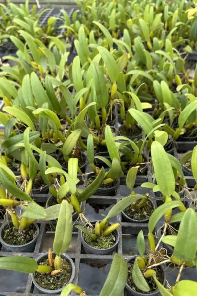 Bulbophyllum odoratissimum