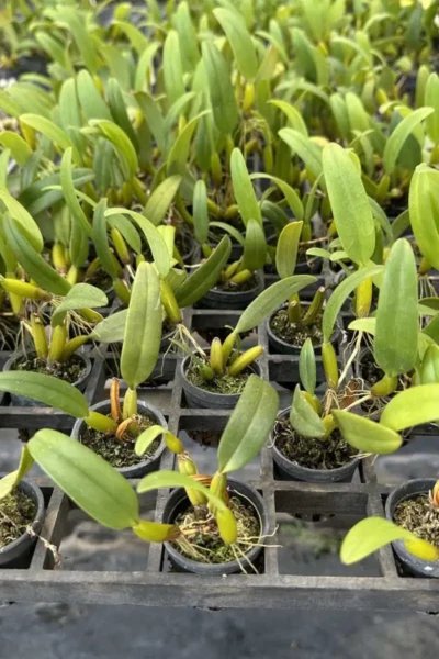 Bulbophyllum odoratissimum