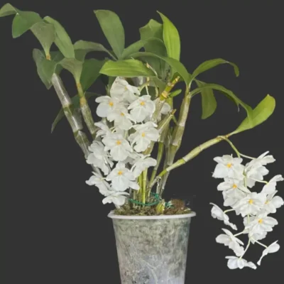 Dendrobium farmeri var.alba