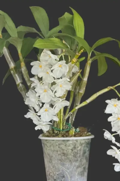 Dendrobium farmeri Var. alba