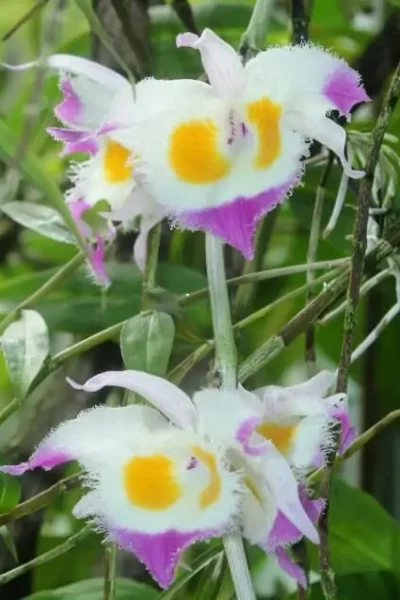 Dendrobium_devonianum