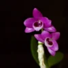 Dendrobium parishii