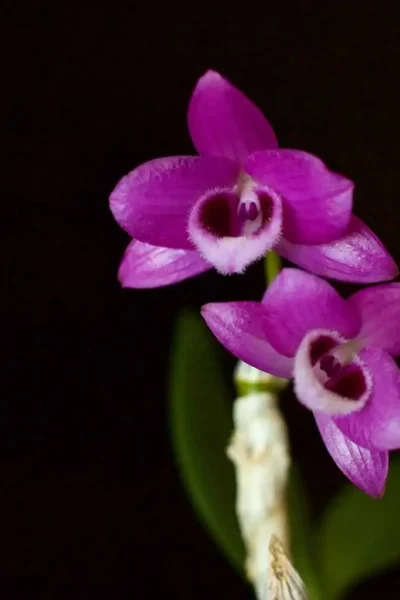 Dendrobium parishii