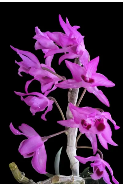 Dendrobium parishii