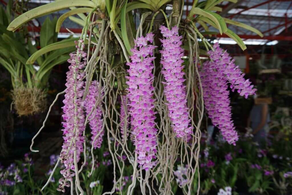 Rhynchostylis-retusa for sale