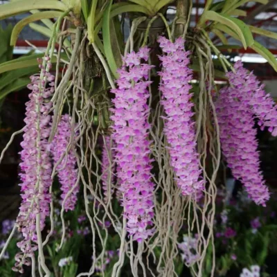 Rhynchostylis retusa