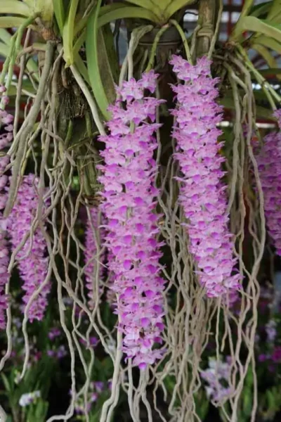 Rhynchostylis-retusa for sale