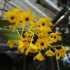 _Dendrobium_chrysotoxum