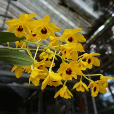 Dendrobium chrysotoxum var. suavissimum "Small Size"