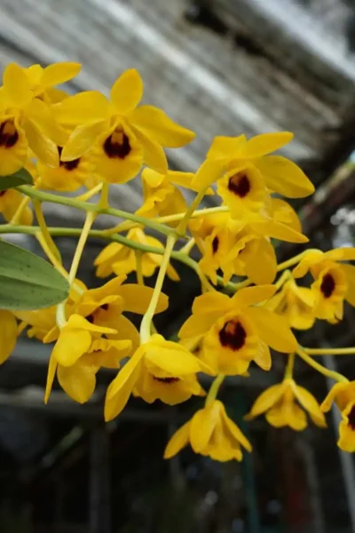 _Dendrobium_chrysotoxum