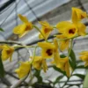 Dendrobium chrysotoxum