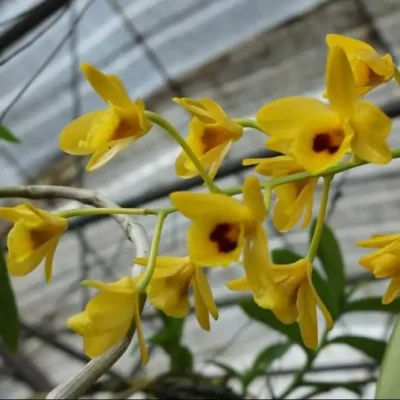 Dendrobium chrysotoxum var. suavissimum (Blooming Size)