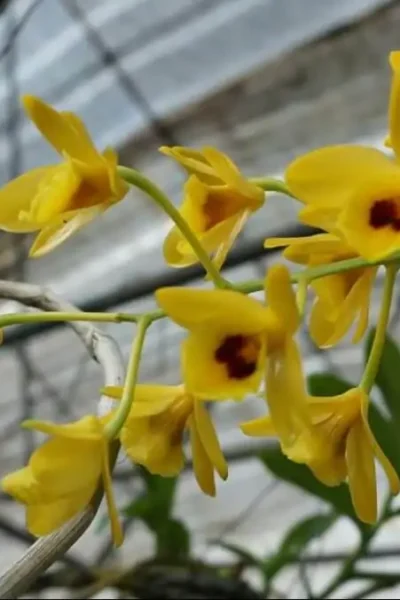 Dendrobium chrysotoxum