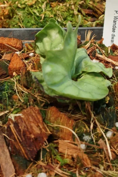 platycerium wandae dwarf