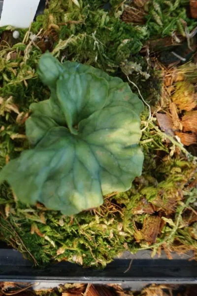 platycerium wandae dwarf