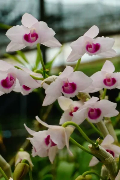 Dendrobium parishii var.semi-alba Red wine