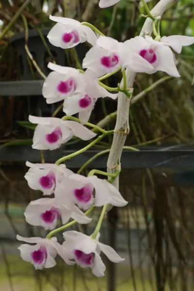 Dendrobium parishii var.semi-alba Red wine