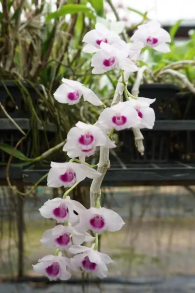 Dendrobium parishii var.semi-alba Red wine