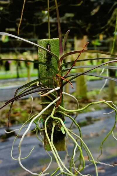 Ascocentrum christensonianum