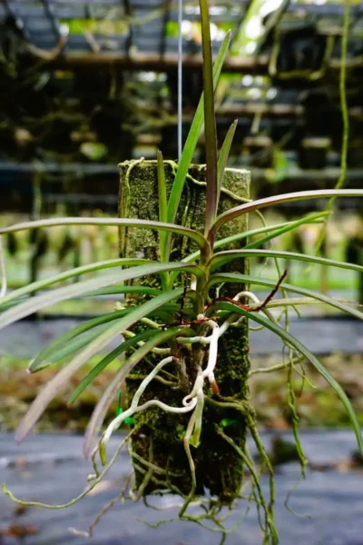 Ascocentrum christensonianum