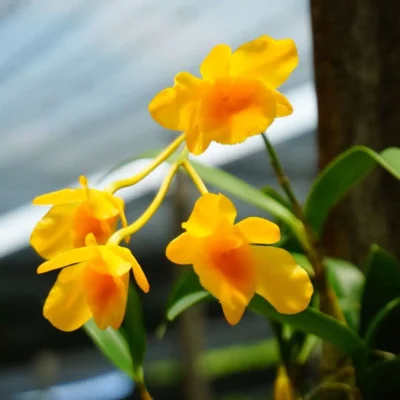 Dendrobium chrysotoxum