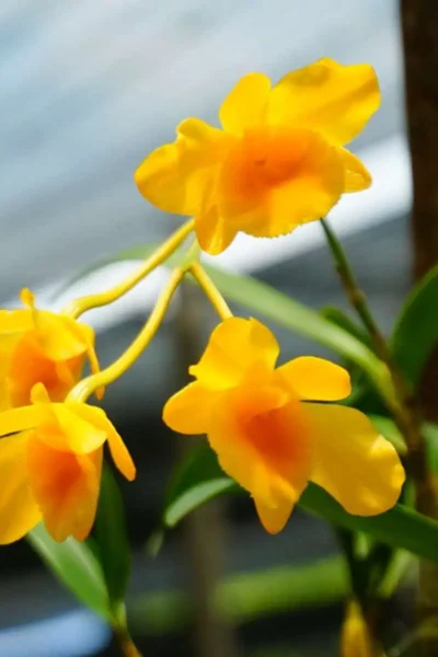 Dendrobium chrysotoxum
