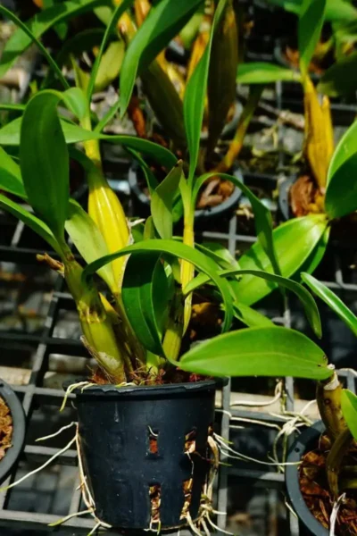 Dendrobium chrysotoxum