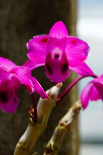 Dendrobium parishii "Three lip six eye"