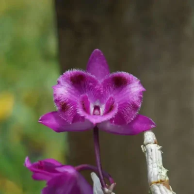 Dendrobium parishii Three lip six eye