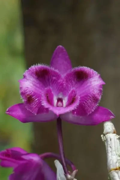 Dendrobium parishii "Three lip six eye"