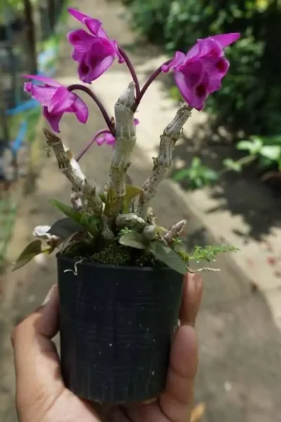 Dendrobium parishii "Three lip six eye"