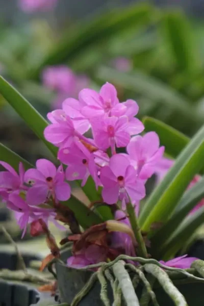 Vanda ampullacea (Ascocentrum ampullaceum)
