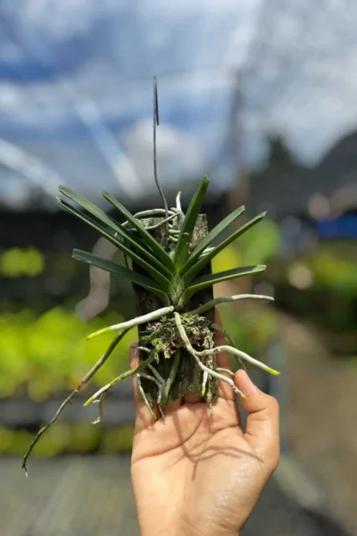 Vanda ampullacea (Ascocentrum ampullaceum)