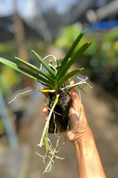 Vanda ampullacea (Ascocentrum ampullaceum)