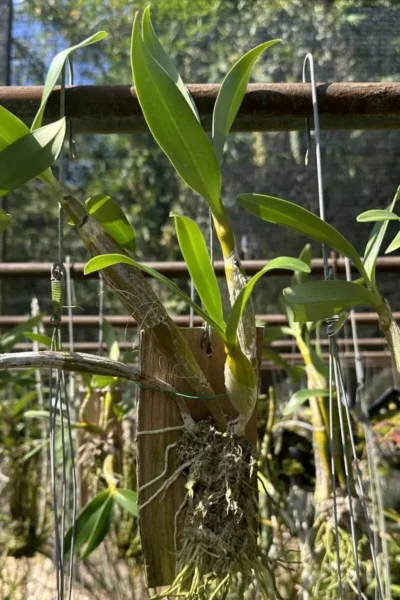 _Dendrobium_chrysotoxum