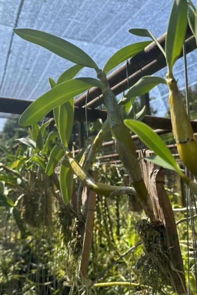 _Dendrobium_chrysotoxum