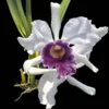 Laelia Purple-stained orchid plant for sale