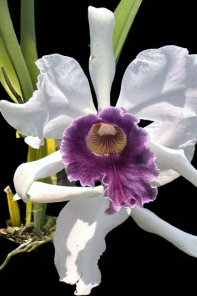 Laelia Purple-stained