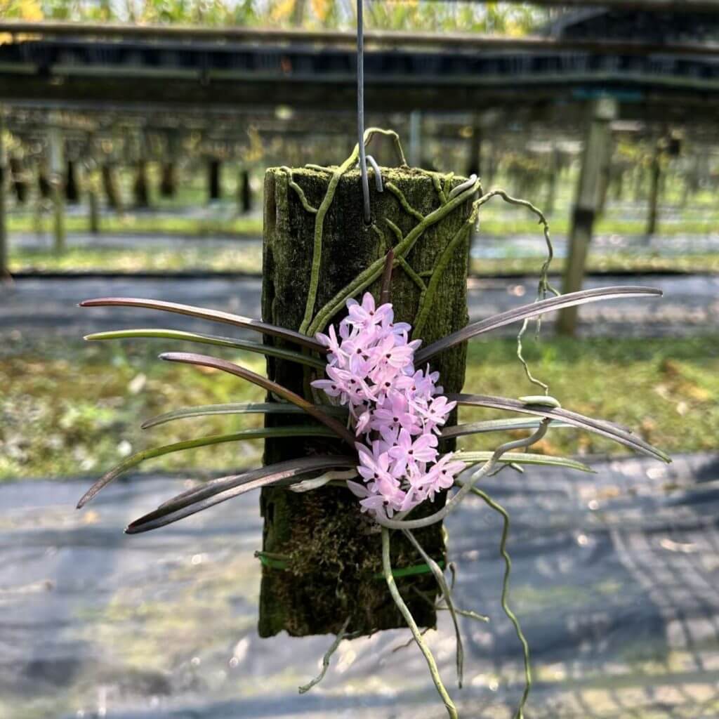 Ascocentrum christensonianum