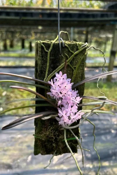 Ascocentrum christensonianum